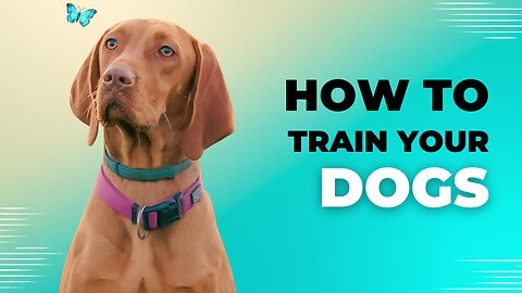 TOP 10 Essential Commands Every Dog Should Know! Basic Dog Training