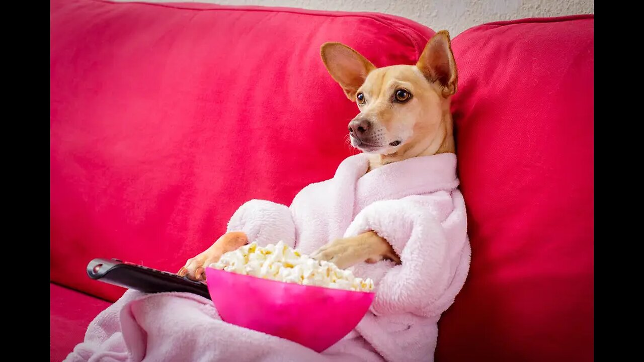 Adorable Dog Reacts to Heartwarming Romance on TV!"