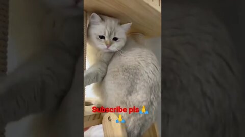 #youtubeshorts cute cat please subscribe❤️🙏