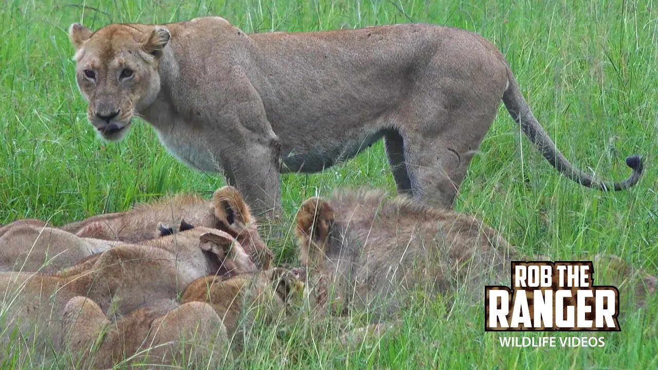 Two Lion Prides Share A Zebra | Maasai Mara Safari | Zebra Plains