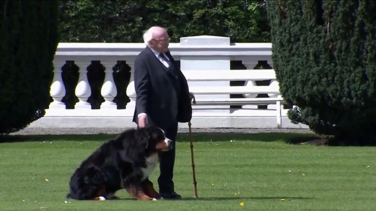 Not Even Dogs Like Biden