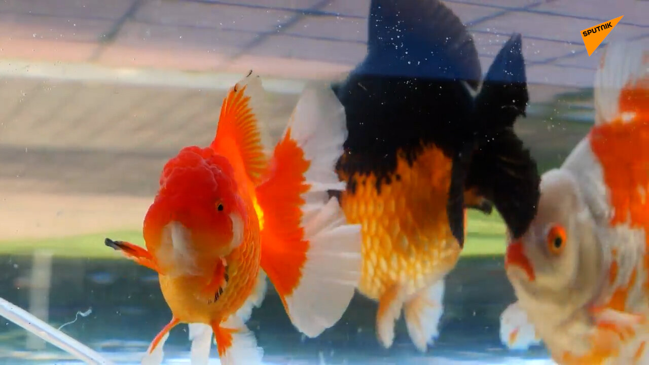 Luda planeta: Ako nemate psa, u šetnju mogu i – ribice