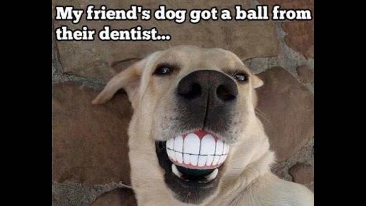 how good is the laughing dog