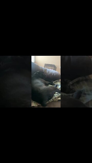 #doglover #bostonterrier #dogoftheday