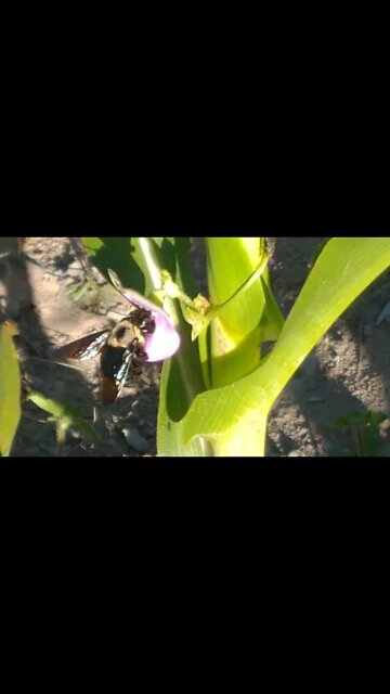 Fazendo a polinização do feijão Mangangá, mamangaba, mangango, mamangava, mangava #Nordeste