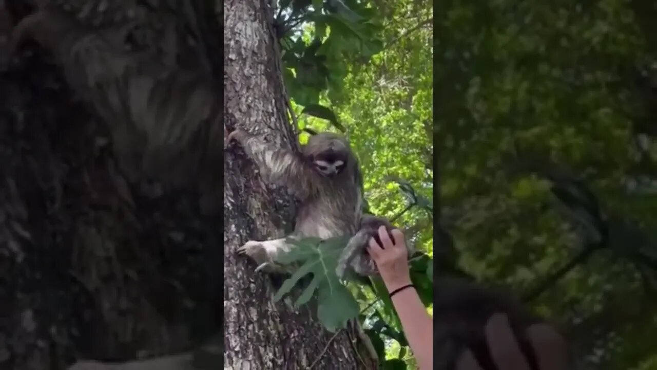 Mother and Baby Sloths Reunite #short #family #cuteanimals