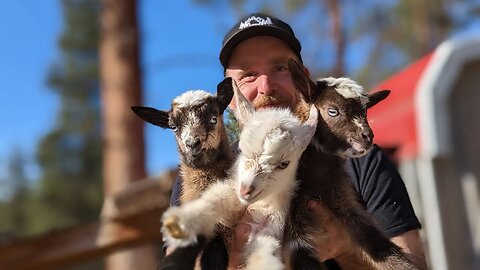 Meet Our Newest Additions: Kate's Triplet Goat Babies!