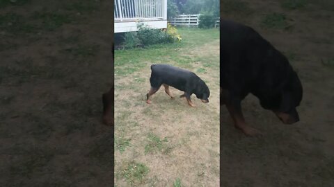Rottweiler Breaks Free Off Lease 😊 #Shorts #rottweiler