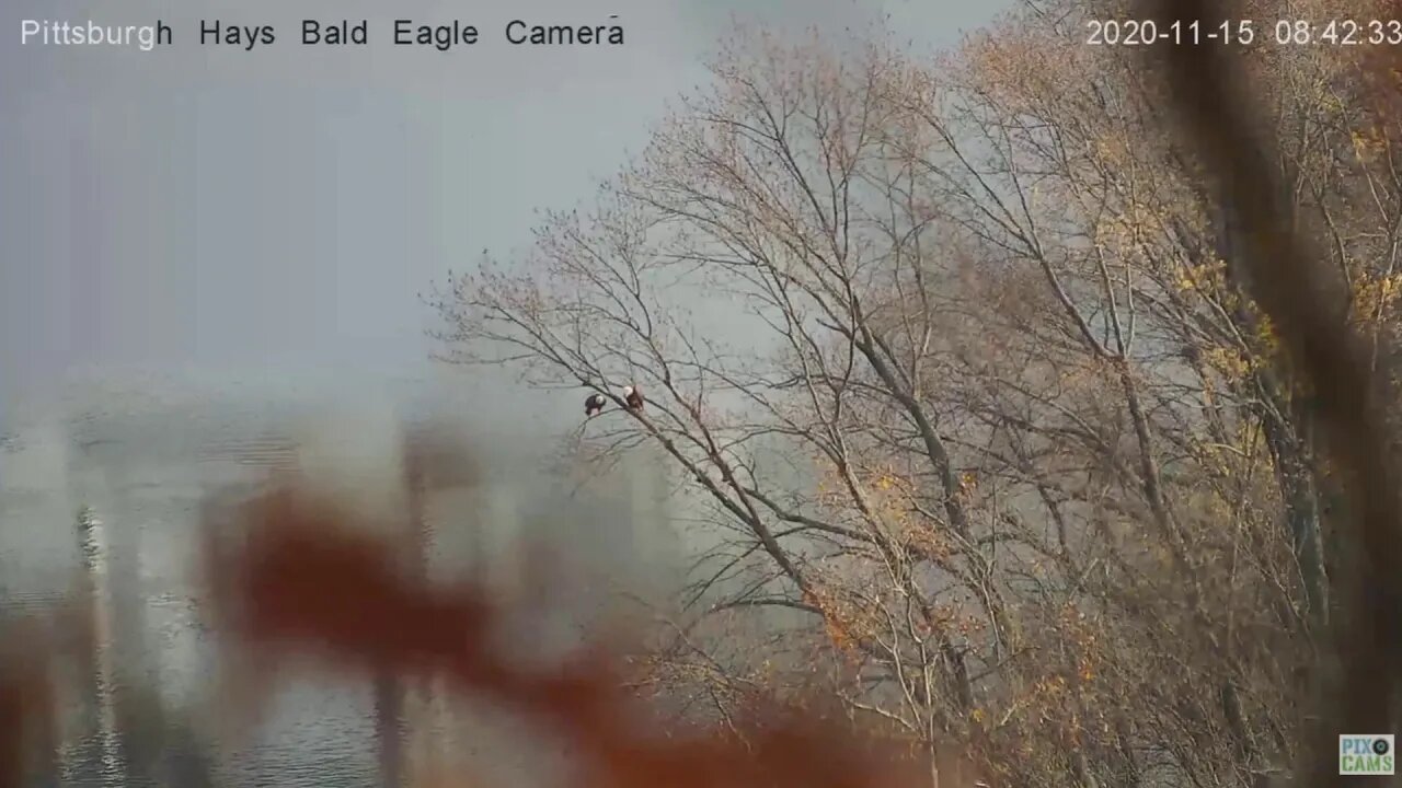 Hays Eagles Dad joins Mom on fishing tree 2020 11 15 842am