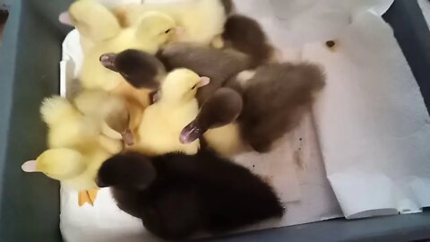 Muscovy Ducklings, some are a couple of weeks old, some are a couple of days old 1st August 2020