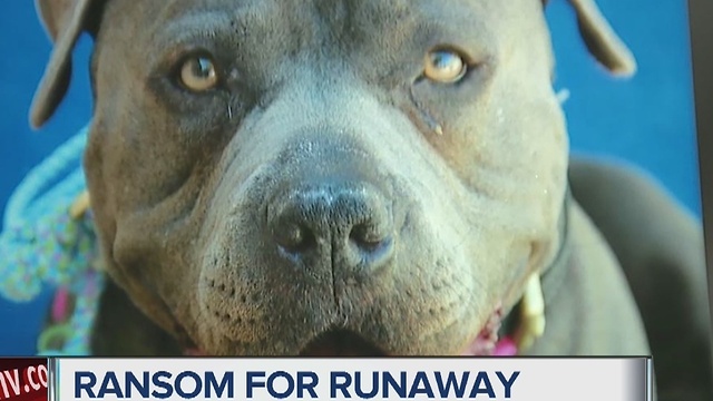 Scammers demand cash for family's missing dog