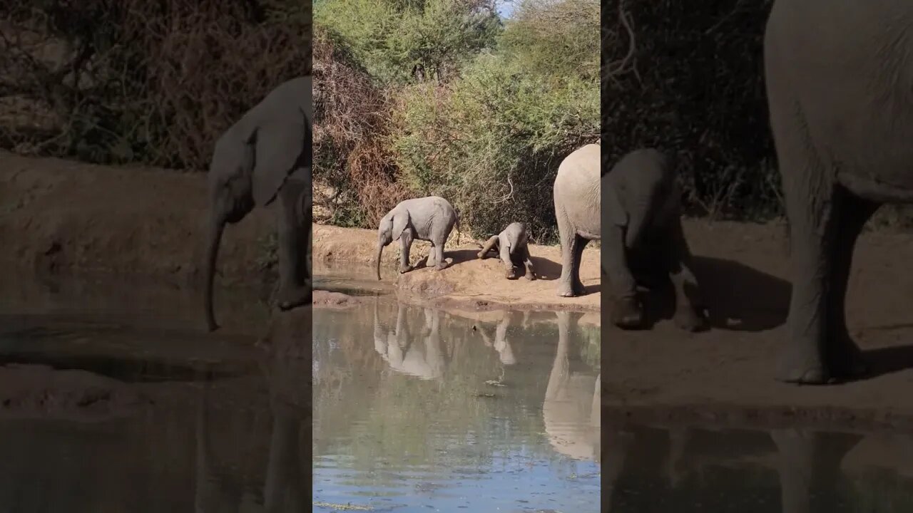 Playful baby Elephant exploring its environment #Mashatu #wildlife