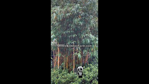 Clumping Bamboo