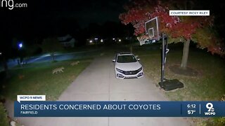 Fairfield residents concerned about increase in coyote sightings