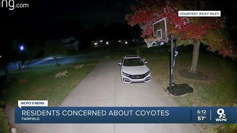 Fairfield residents concerned about increase in coyote sightings