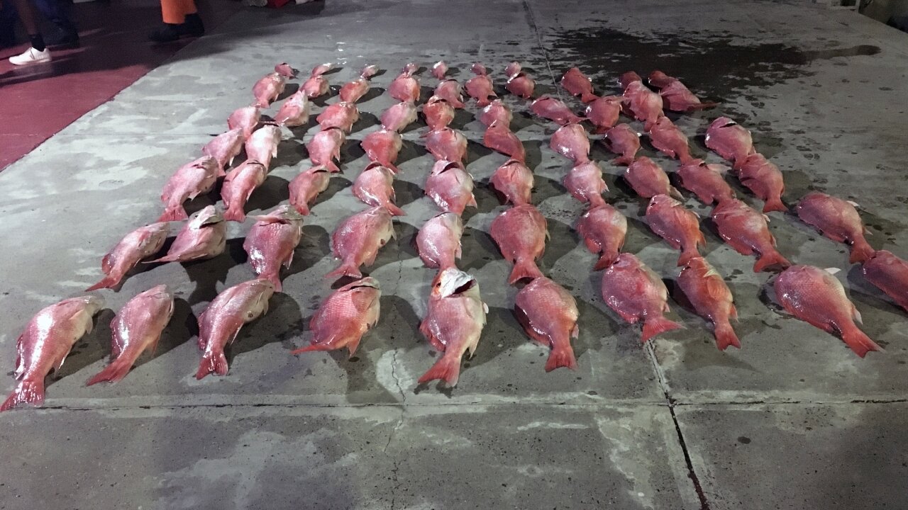 Coast Guard Searches For Poachers From Mexico Stealing Fish From U.S.