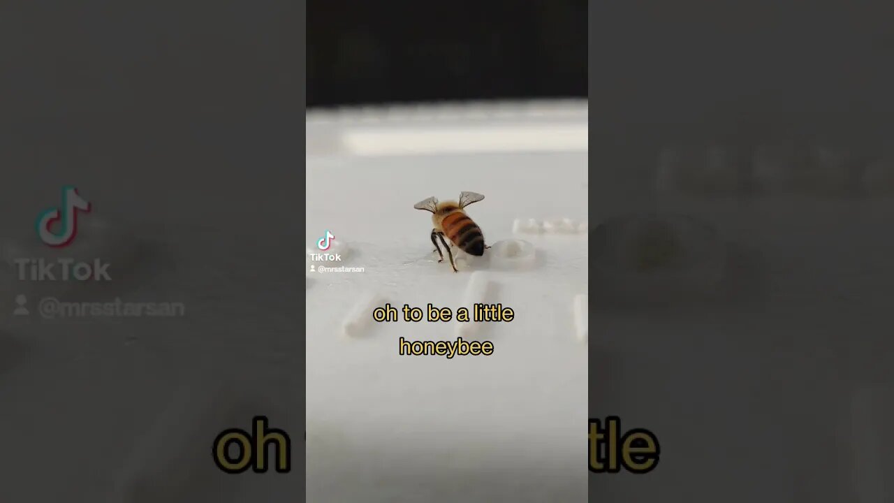 Sweet Little Honeybee, I Know What You Want From Me