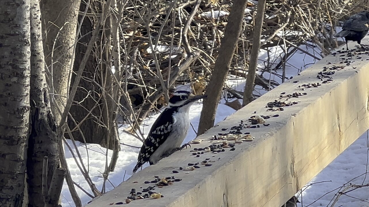 Hairy Wood Pecker enjoying snacks with friends