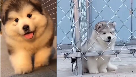 My stupid cute puppy,do you like he?