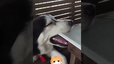 What does a falling asleep dog look like? This interesting video lets you know the answer #shorts