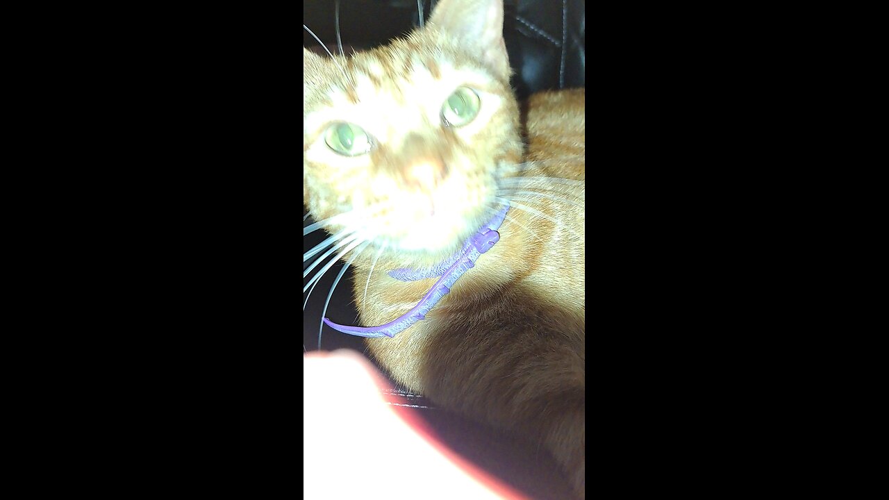 orange cat In a office chair