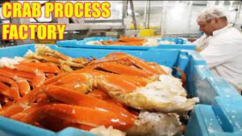 How Fisherman Earn Millions $ from King Crab Catching 🦀 - Inside Modern Crab Processing Factory