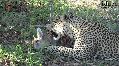 Male Leopard With Duiker Meal Chased By Hyena