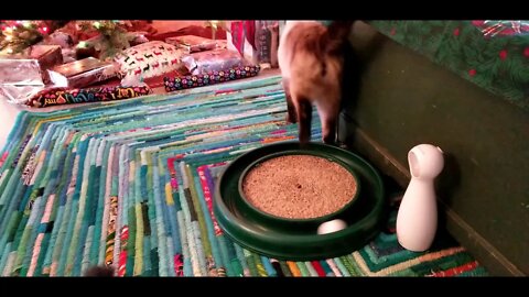 Cat playing with Turbo Scratcher