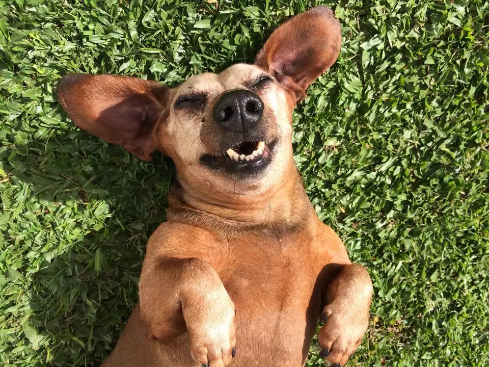 YOU WILL LAUGH AT ALL DOGS# FUNNY DOG VIDEOS