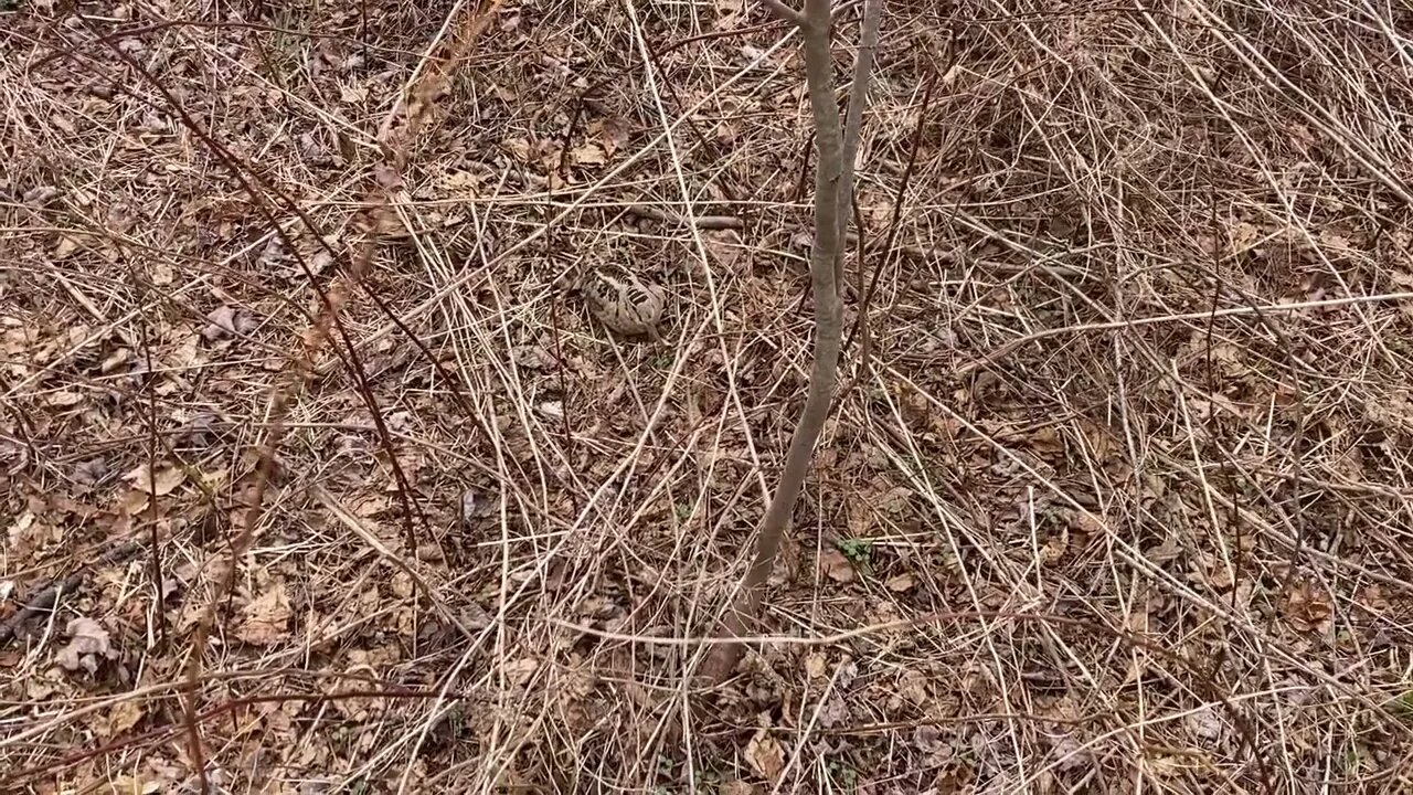 Woodcocks last day at camp (2022)