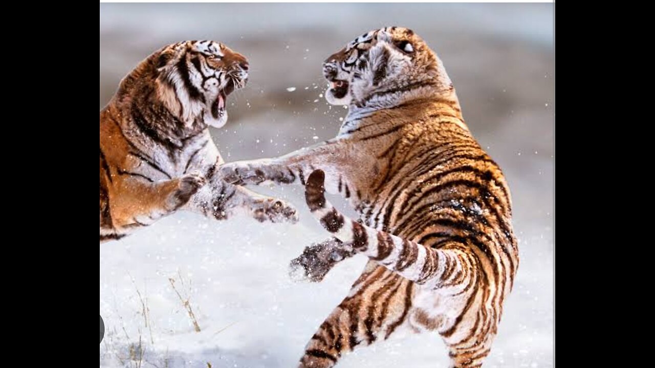 Grow tigers engage in territorial fight