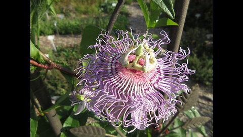 Over Seeing The Fire Cider Class Passionflower Sept 2021