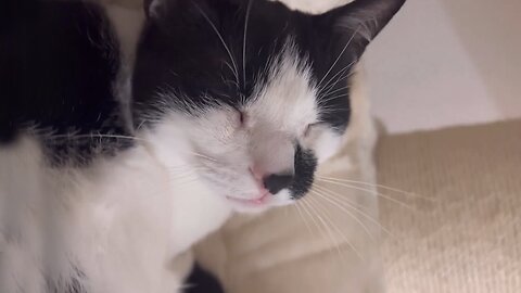 Cat has same reaction every time she notices human
