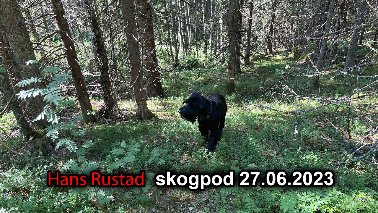 Skogpod 27. juni 2023