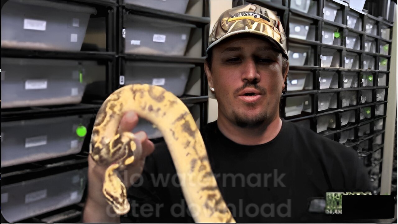 History of the ball python craze with Greg Graziani - HerpersTV S2:Ep18