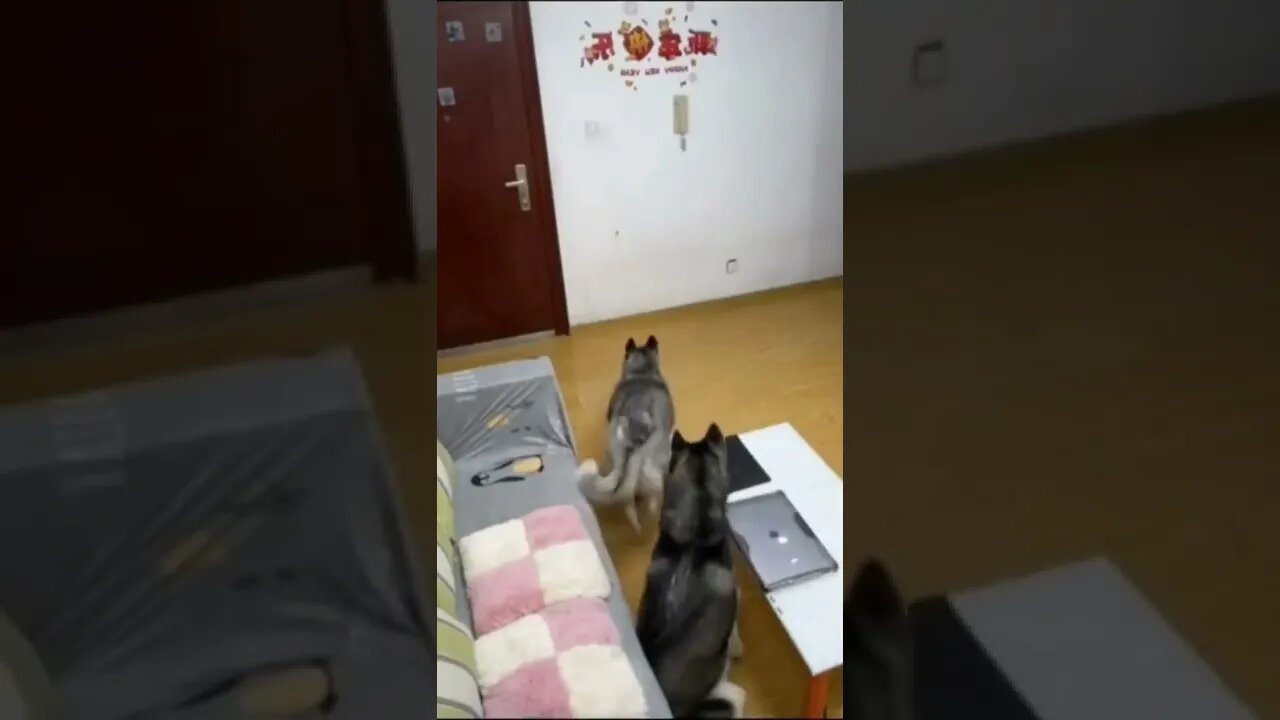 a certeza é que não dúvida de mais NADA #shorts