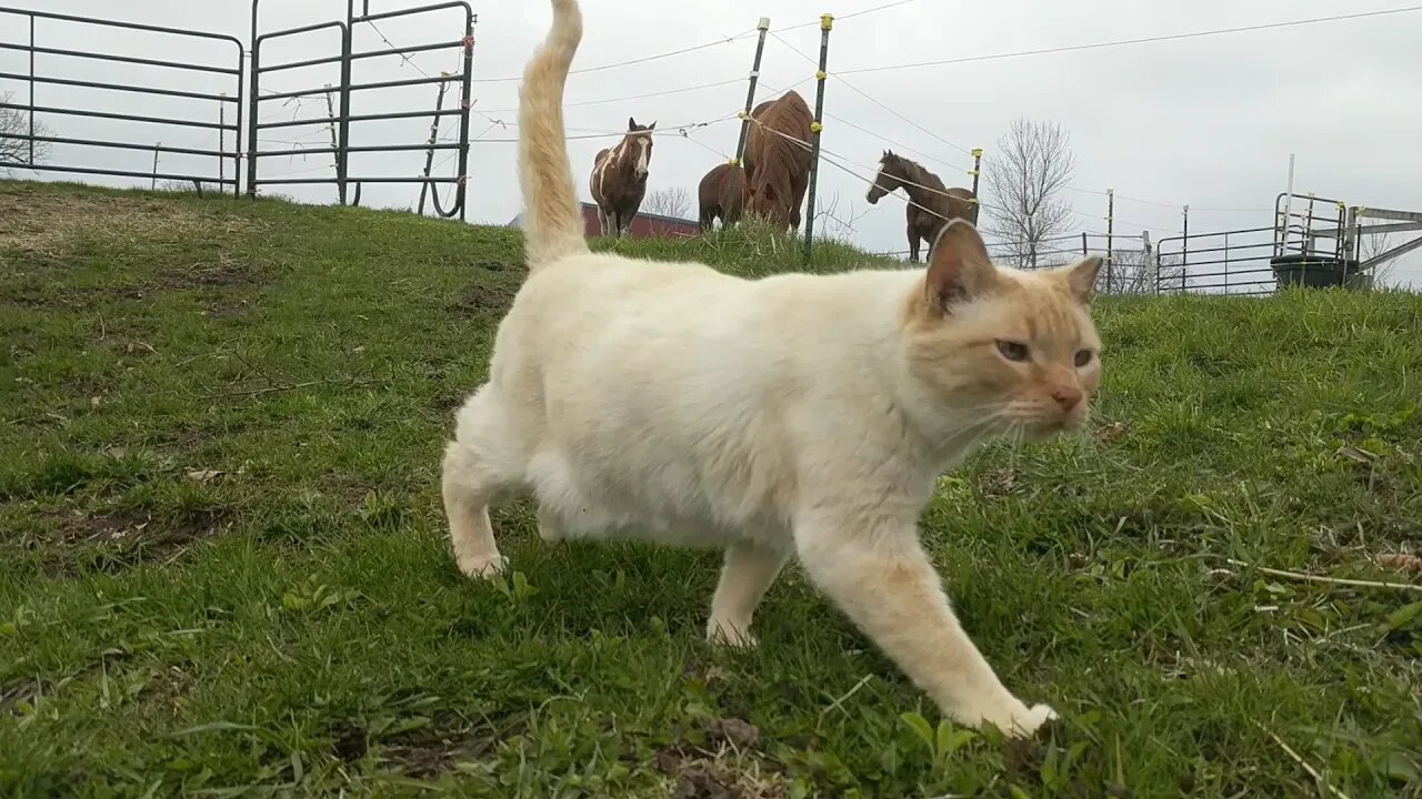 Horsing Around with a Cat