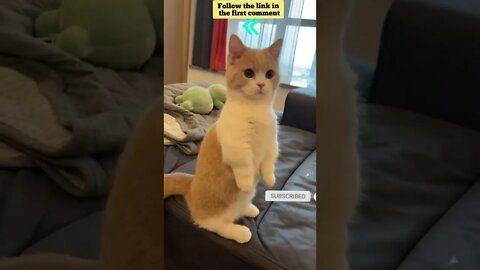 cute cat videos 😹 funny videos 😂 655 😻#shorts #shortsfunny #cutecat #catvideos #catsfood #catscare