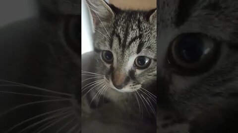 Kitty