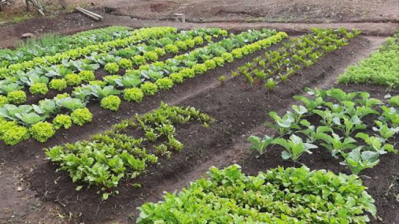 Adubo com restos de alimentos para horta pomar plantio