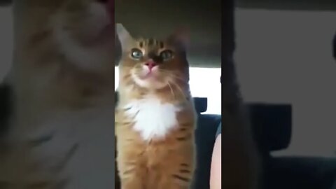 Cat Video Fun