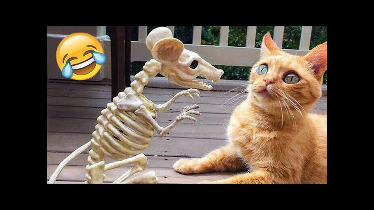 Funny Animal Videos 2023 - Funniest Cats And Dogs Video #Ep_5