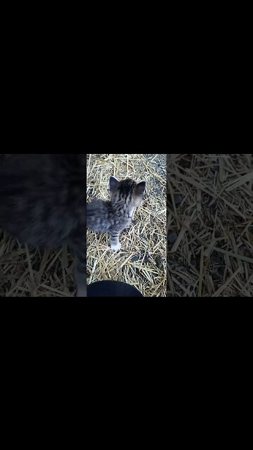 Wibbly Wobbly I Walk into Troubbley Becauz am a Kitteh!