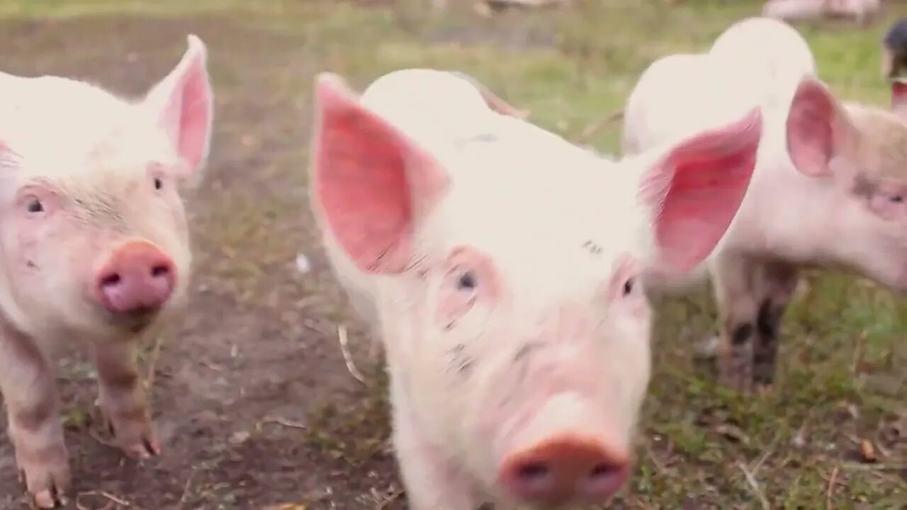 Funny cute little piglets at an animal farm. Little piglets household. Lovely pets