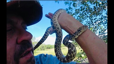 Bullsnake Chase