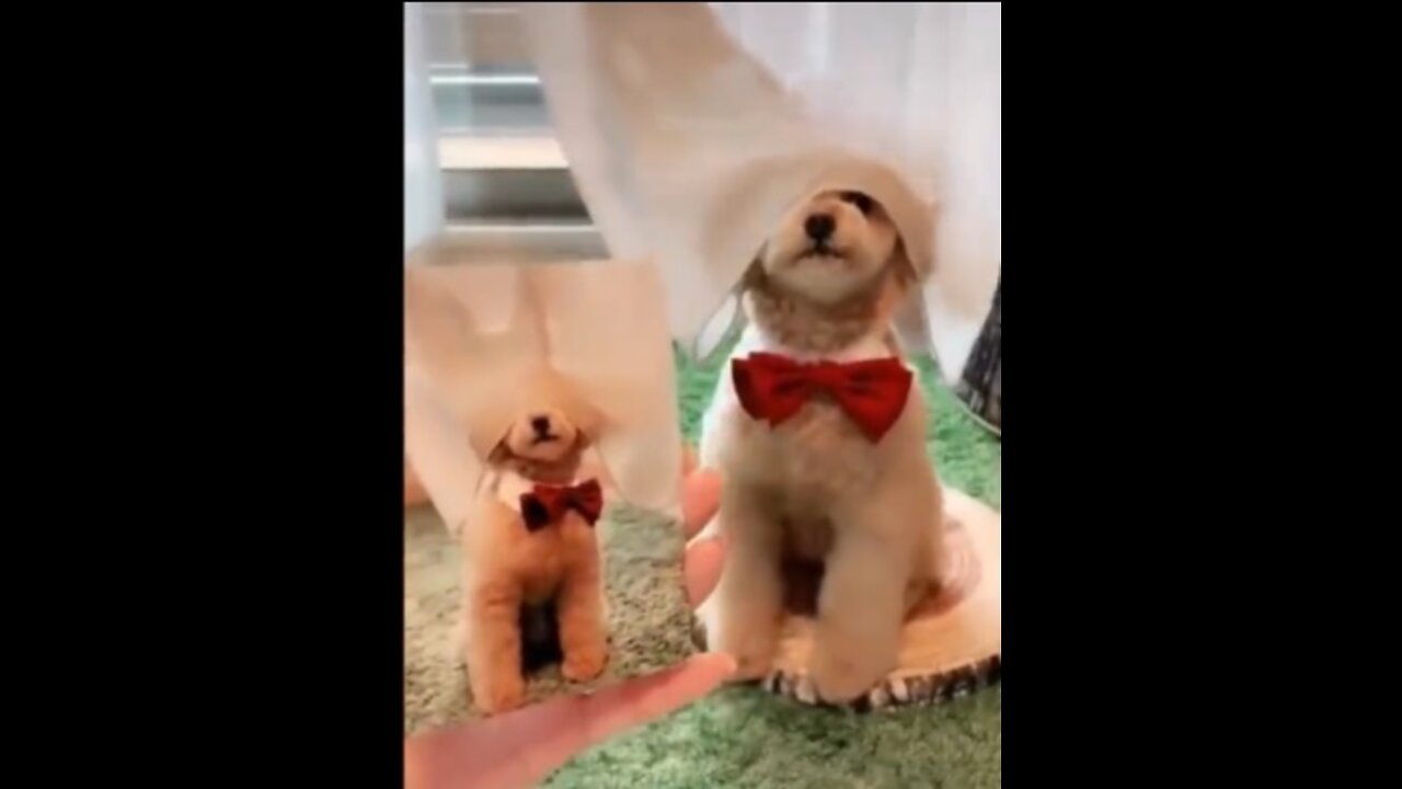 Funniest Animals - Try Not To Laugh Watching Funny Animals Vines Compilation