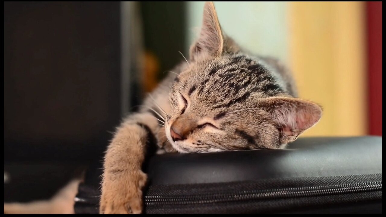 #cutecat Exploring Earth's View Animals #shorts