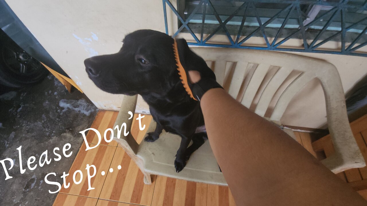 This Labrador Loves To Be Brushed