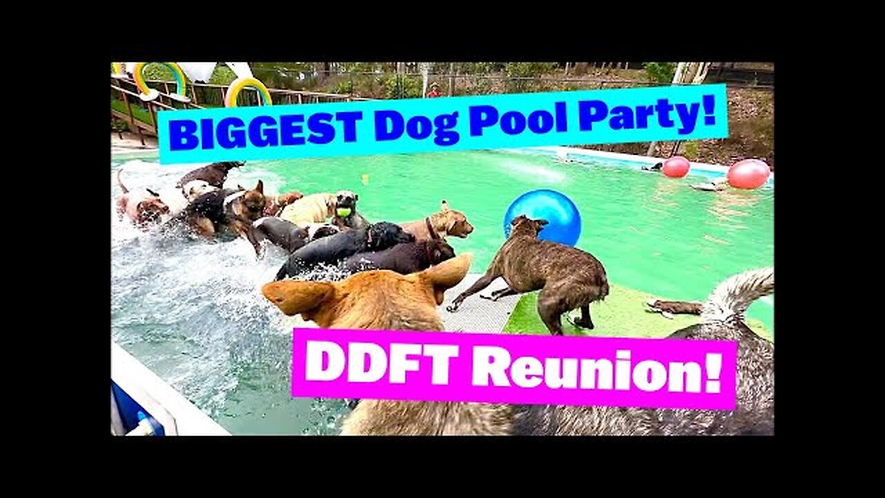 the Ultimate Dog Pool Party!"