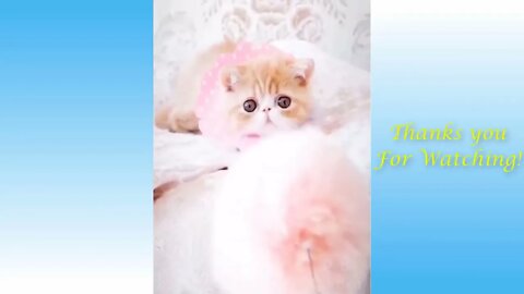 Funny Cats and Owners!!!! Cute CatS Funny Life